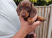Miniature Dashund