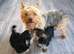 Pedigree Pure Yorkshire Terrier puppies
