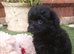 Beautiful pomapoo puppies