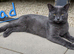 Kittens looking for forever homes