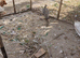 Peahens for sale