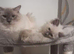 2 ragdolls