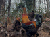 Quality Hatching Eggs &ndash; From a Small Independent Breeder   Hi there   I&rsquo;m a small, self-owned chicken breeder producing strong, healthy birds and high