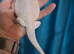Hypo Zero female Bearded Dragon