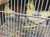 Breeding proven pair