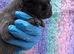 Stunning litter of true to type Frenchbulldogs