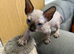 Sphynx Canadian kittens 3 makes ready ti leave now