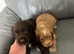 3 cocker spaniel puppies for sale
