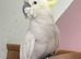 Eleanora Cockatoo