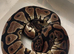Adult Royal Pythons
