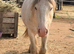 2yr old heavy cob gelding