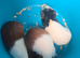 3 males available