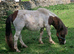 Skewbold standard shetland mare pony