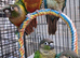 Hand Reared Baby Conure Parrots