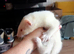 3 hob ferret