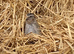 Last Quail Chick Hatch of 2026 - Due This Weekend!