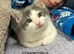 Kitten male