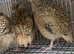 Golden jumbo quails