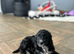 1 lovely cockapoo puppy ready now