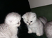 Fluffy Scottish folds