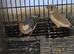 This year mixed young Zebra finches