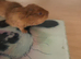 2 beautiful baby girl guinea pigs