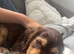 9 week old cocker spaniel