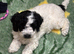 Cockapoo puppies