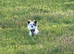 Chihuahua stud