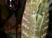 CB24 Female Leichianus Gecko
