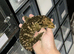 3 year old leachie female (nu ana) well handled and rtb