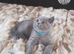 Pure Pedigree BSH Kittens