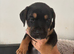 6 gorgeous old tyme bulldogs x GSD