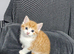 Kittens for sale