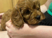 Cavapoo pups ready to leave 20th August