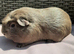 Guinea pig babies