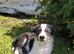 Four Border Collie Puppies For Sale