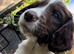 English springer spaniel pups