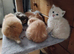 Scottish straight kittens looking for home