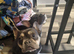 Frenchbulldog male