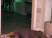 Male English bulldog