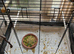 Large floor standing budgie or small parrots