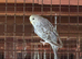 Beautiful baby budgies available in a variety of colours.