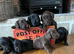 7 beautiful F1 cockapoo puppies