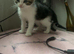 5 kittens ready for their new home