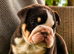 Kc top bloodline British bulldogs