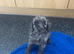 One beautiful little Cavapoo girl remaining