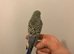Budgie