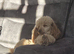 Gorgeous f1 Shih poo puppies