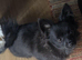 Still Available!! Gorgeous Little Pom-Chi-Mix Girl Puppy 6 months
